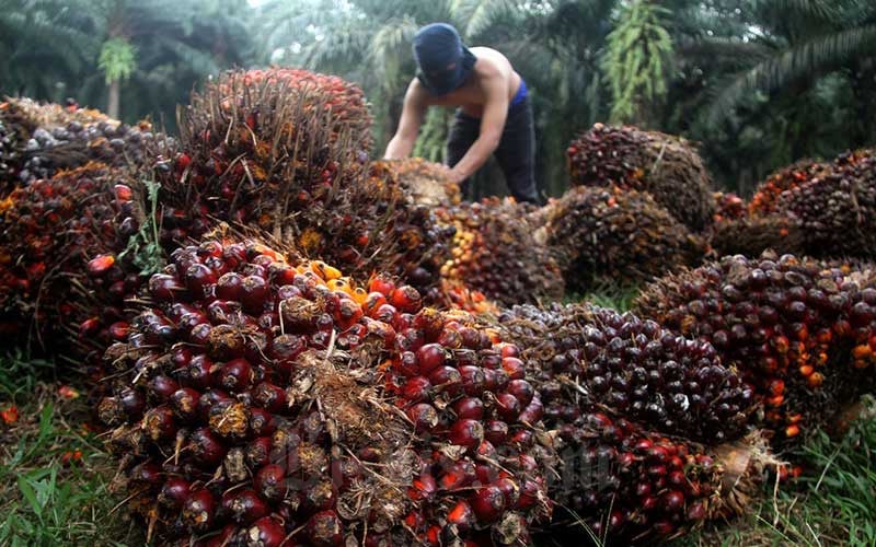 RI-Malaysia Maneuver Shake European Deforestation Regulation